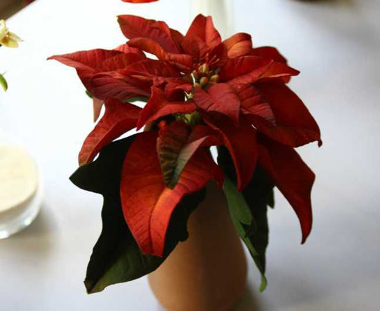 Cum reuşeşte o fostă profesoară să „ne păcălească” ochiul cu flori din pastă de zahăr care seamănă izbitor cu cele din grădină