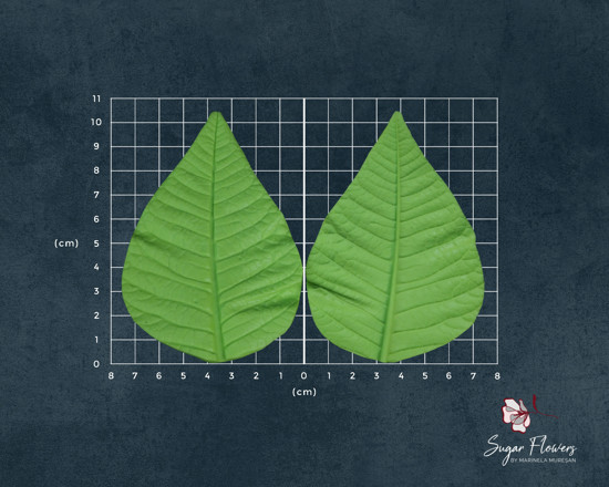 Poza cu Veiner Poinsettia - Craciunita - Frunza Mare