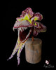 Monstru creat pentru Halloween din elemente specifice unei Orhidee de catre Sugar Flowers by Marinela Muresan