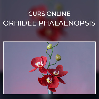 Orhidee Phalaenopsis rosie asezata in fata unui fundal mov