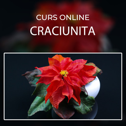 Craciunita rosie pe fundal negru