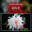 Dalie comestibila alba pe fundal negru