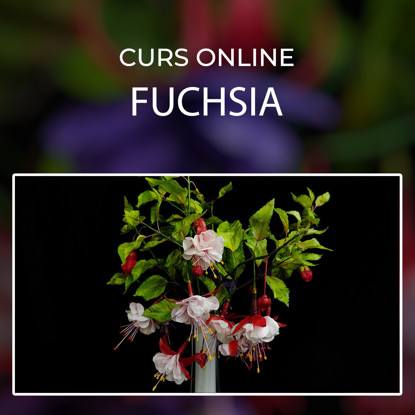 Fuchsia albe cu rosu pe un fundal negru