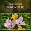 Magnolii comestibile roz si galbene asezate in iarba