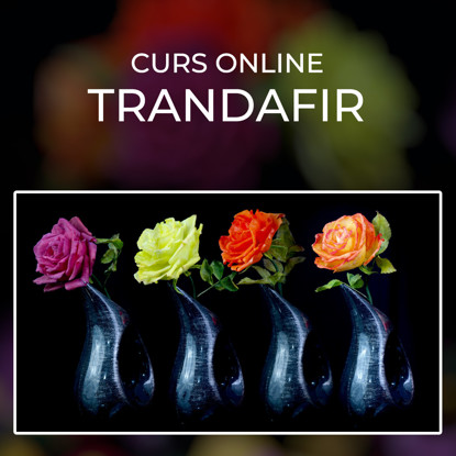 Mac roz, galben, portocaliu aprins si portocaliu cu alb asezati fiecare intr-o vaza, pe fundal negru