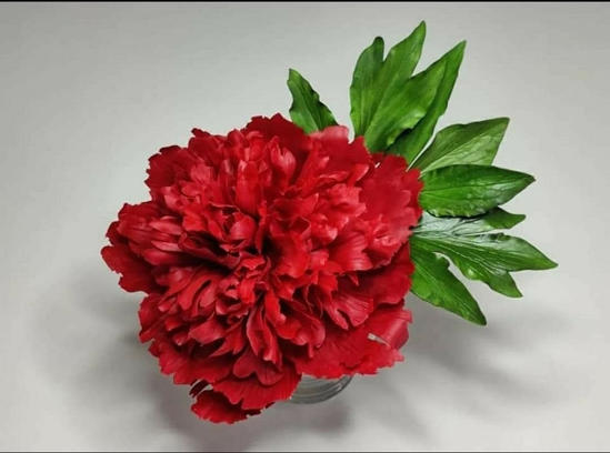 Bujor Red Charm rosu asezat pe fundal alb