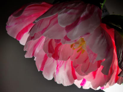 Bujor Arborescent Duo Jin roz asezat intr-o vaza maro, pe fundal alb