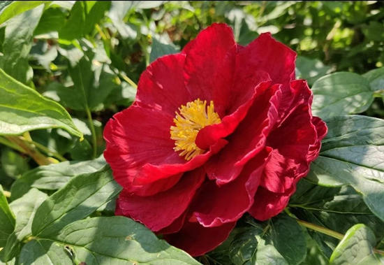 Bujor rosu din foi de vafa asezat intr-un gard viu, vara.