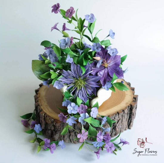 Clematis Multi Blue asezate pe o buturuga de lemn