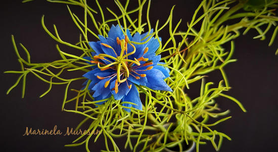 Chica-Voinicului sau Chimen negru pe un fundal negru