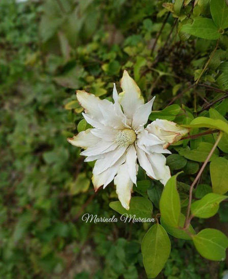 Clematita Patens comestibila asezata intr-un gard viu