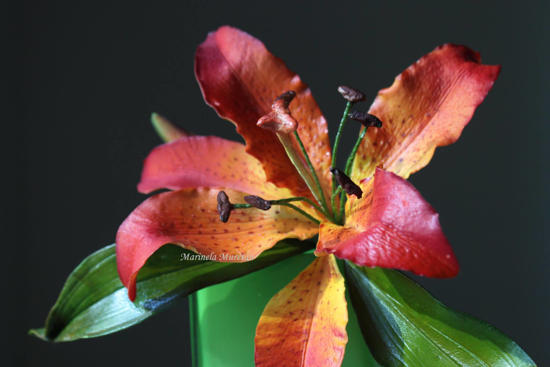 Crin imperial rosu pe fundal negru