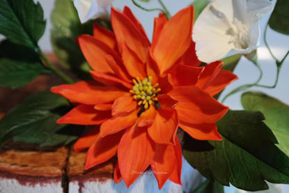 Dalia Bishop of Llandaff rosie