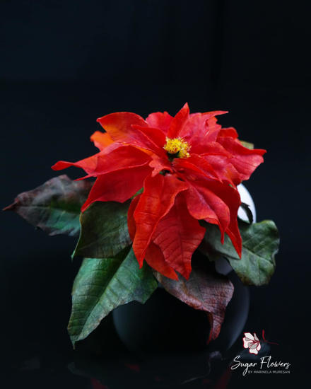 Craciunita sau Steaua Craciunului rosie pe un fundal inchis (negru)