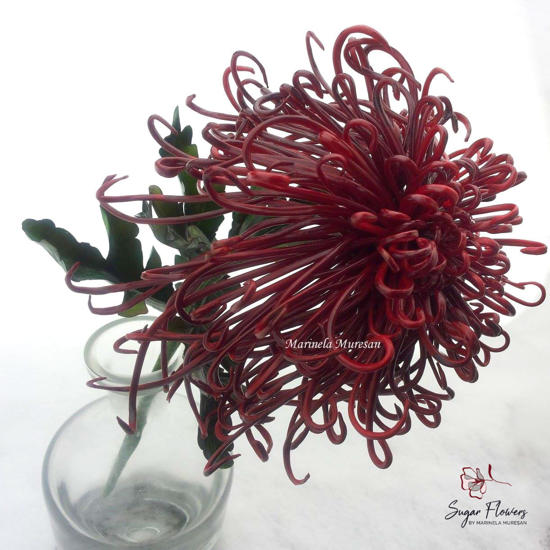 Crizantema Paianjen de culoare rosie, pe un fundal alb