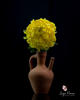 Crizantema galbena asezata in ulcica de lut, pe fundal negru