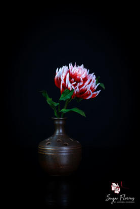 Dalia Cactus Friquolet in vaza cu fundal negru