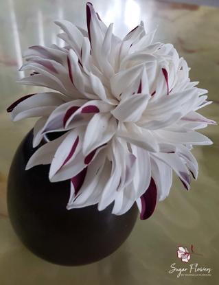 Dalia Pestrita in vaza pe fundal deschis