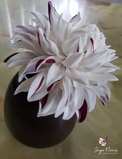 Dalia Pestrita in vaza pe fundal deschis