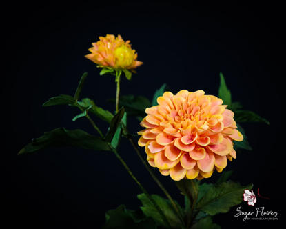 Dalia Pom Pom de culoare portocalie pe fundal inchis