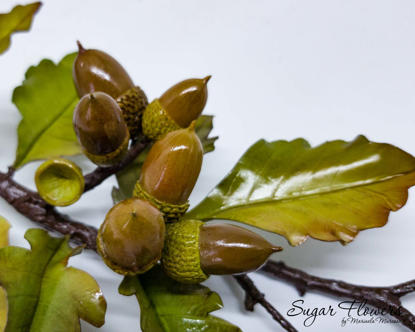 Crenguta de stejar pe un decor alb