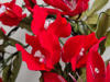 Bougainvillea pe decor alb