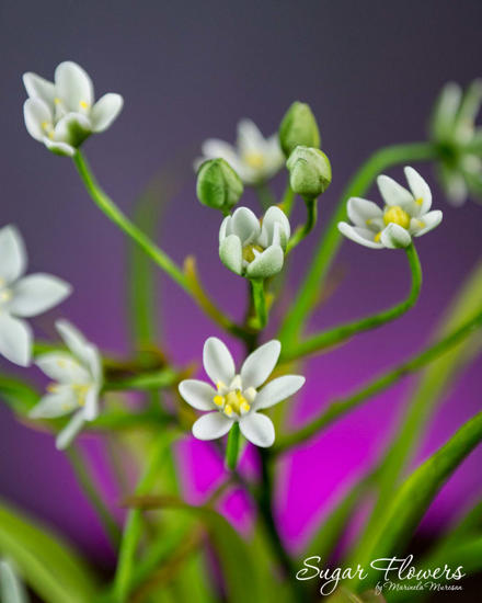 Detaliu macro cu flori albe de Ceapa Ciorii (Ornithogalum) realizate manual din pastă de zahăr, cu boboci verzi și stamine galbene, pe fundal mov.