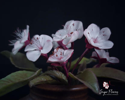 Floare de cires in vaza maro, asezat pe un fundal negru