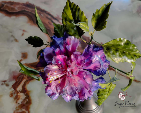 Hibiscus dublu roz violet