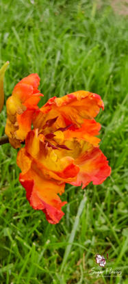 Lalea papagal pe un decor verde natural