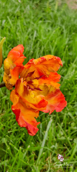 Lalea papagal pe un decor verde natural