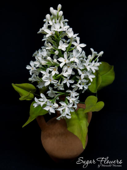 Liliac comestibil din pasta de zahar asezat intr-o vaza de lut, pe un fundal negru