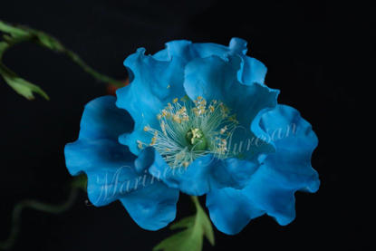 Macul albastru Himalayan pe un fundal negru