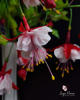 Fuchsia in vaza alba cu decor negru