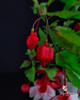 Fuchsia in vaza alba cu decor negru