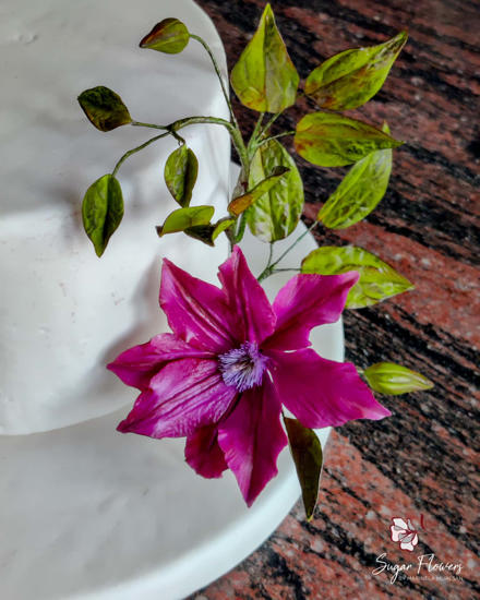 Clematită  Jackmanii mov din zahăr pe un tort alb, cu frunze verzi și boboci.