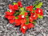 Bougainvillea pe decor mai inchis