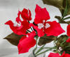 Bougainvillea pe decor alb