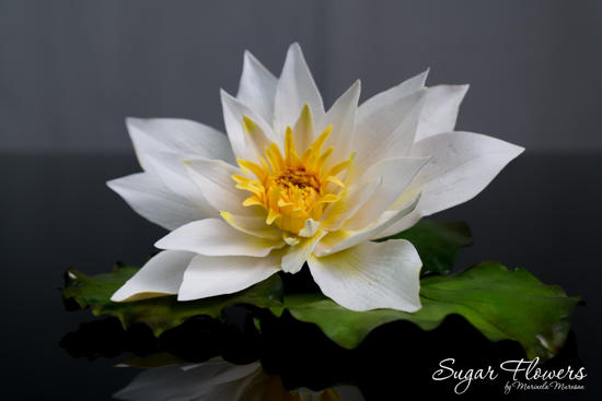 Nufar alb pe fundal negru