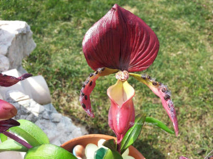 Orhidee Papuc comestibila plasata in decor natural (iarba)