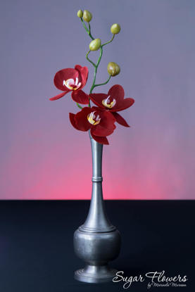 Orhidee phalaenopsis sau Orhideea molie