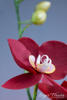 Orhidee phalaenopsis sau Orhideea molie