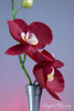 Orhidee phalaenopsis sau Orhideea molie