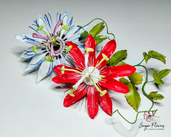 Passiflora rosie si albastra pe un fundal deschis