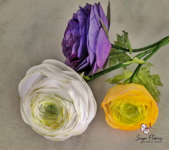 Aranjament de Ranunculus  multicolori pe blat, cu fundal alb.