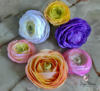 Aranjament de Ranunculus  multicolori pe blat.