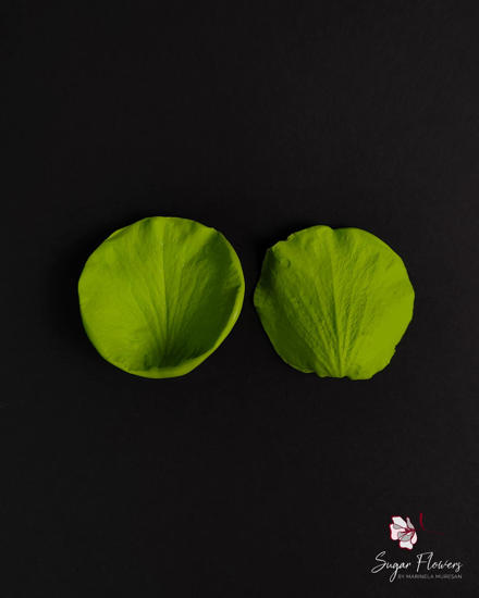 Veinere verzi din silicon pentru trandafir pe fundal negru 