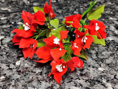 Poza pentru categoria Bougainvillea