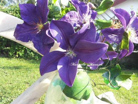 Poza pentru categoria Clematis