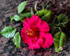 Hibiscus rosu asezat pe un blat de granit Tan Brown